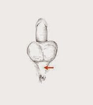 мускулите за потентност и тяхното напрежение за повишаване на потентността